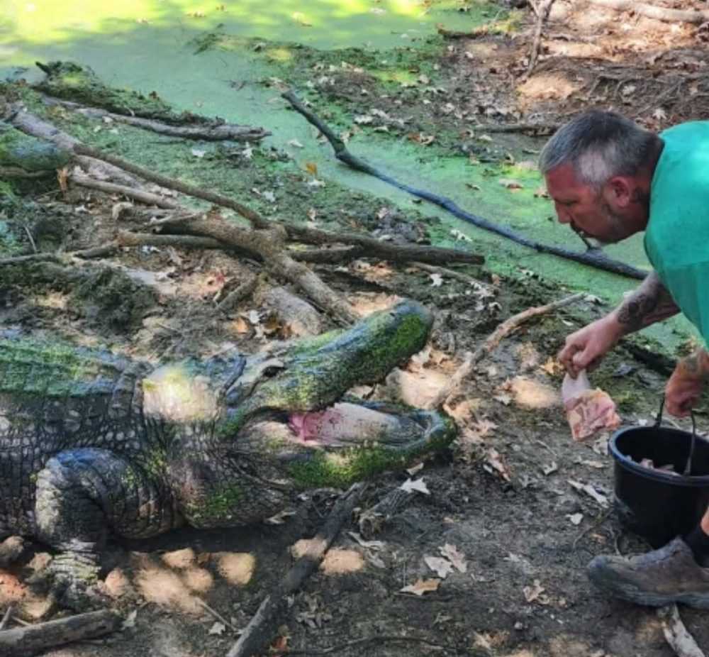 Man feeding a large alligator in a natural setting.