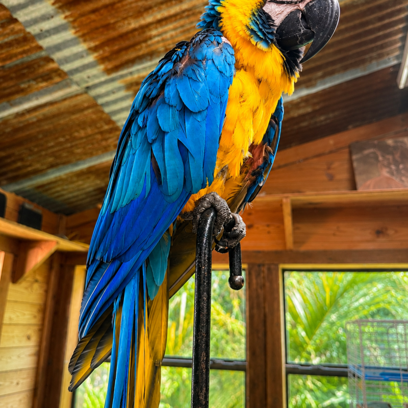 Colorful parrot perched inside a wooden room with metal roof and large windows.
