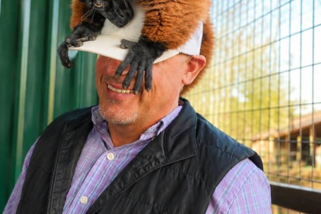 Man wearing hard hat with a lemur perched on top, inside an enclosure.