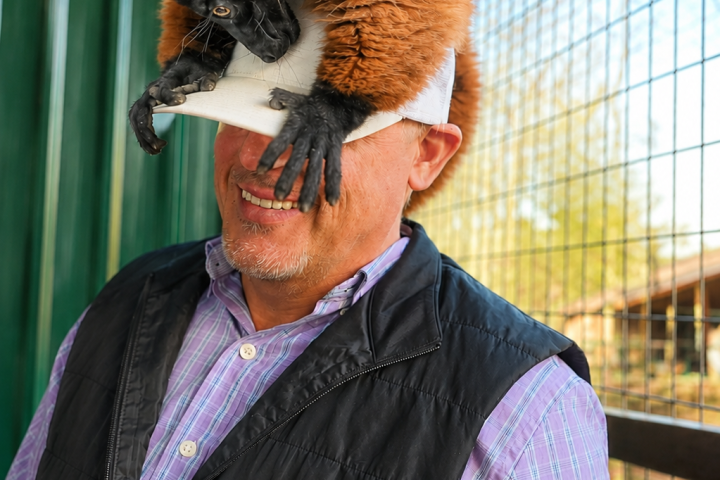 Man wearing hard hat with a lemur perched on top, inside an enclosure.