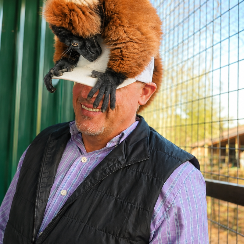 Man wearing hard hat with a lemur perched on top, inside an enclosure.