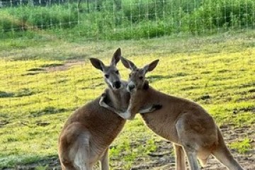 Two kangaroos hugging in a grassy area near a fence.