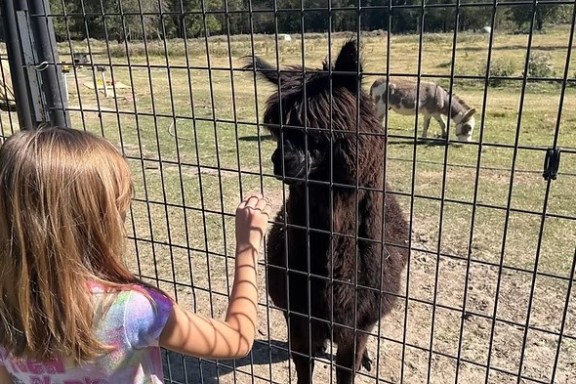 Child petting a black alpaca through a fence, with a donkey in the background.