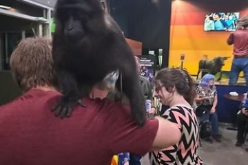 Person with dark-furred monkey on shoulder in a colorful, busy indoor setting.