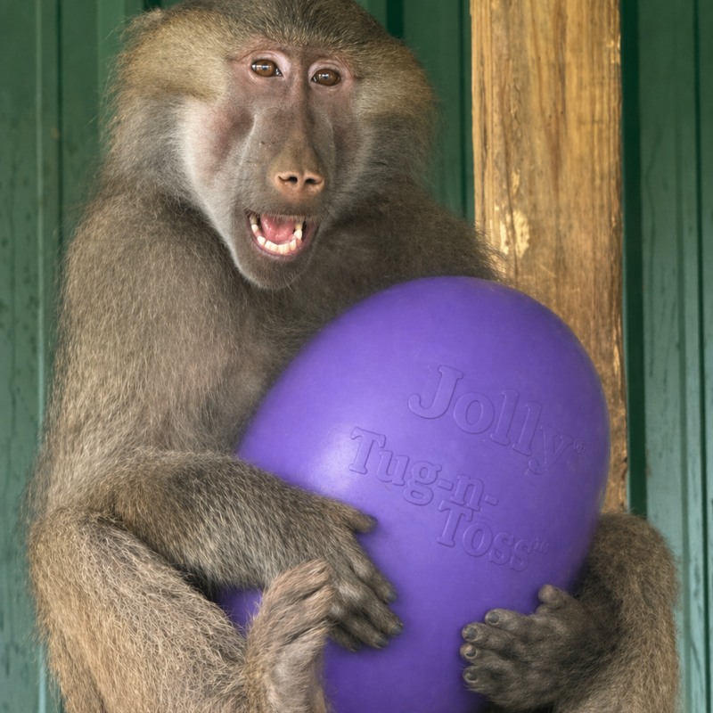Baboon holding a large purple ball with playful expression.