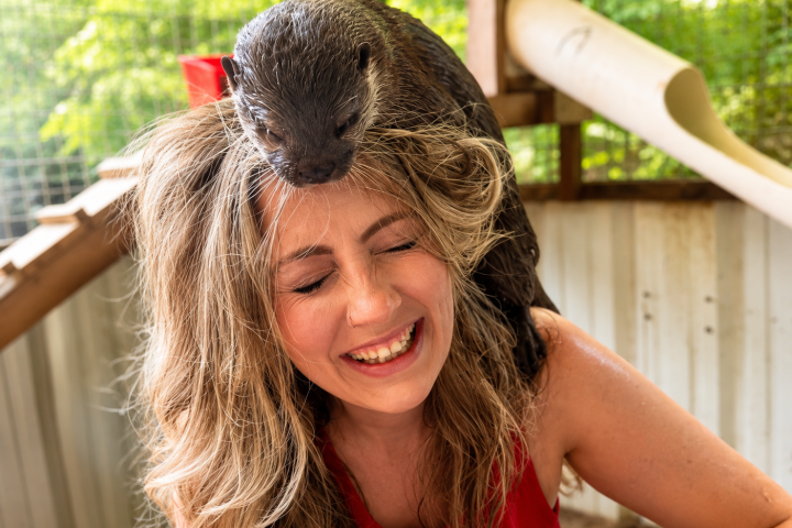 Woman smiling with an otter on her head inside a wooden shelter.