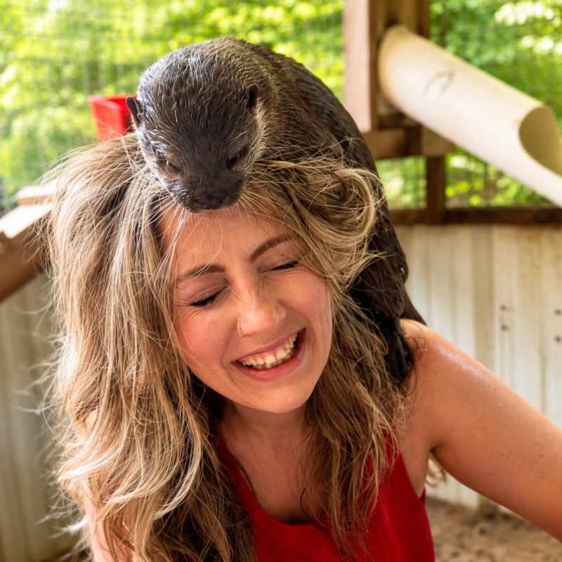 Woman smiling with an otter on her head inside a wooden shelter.