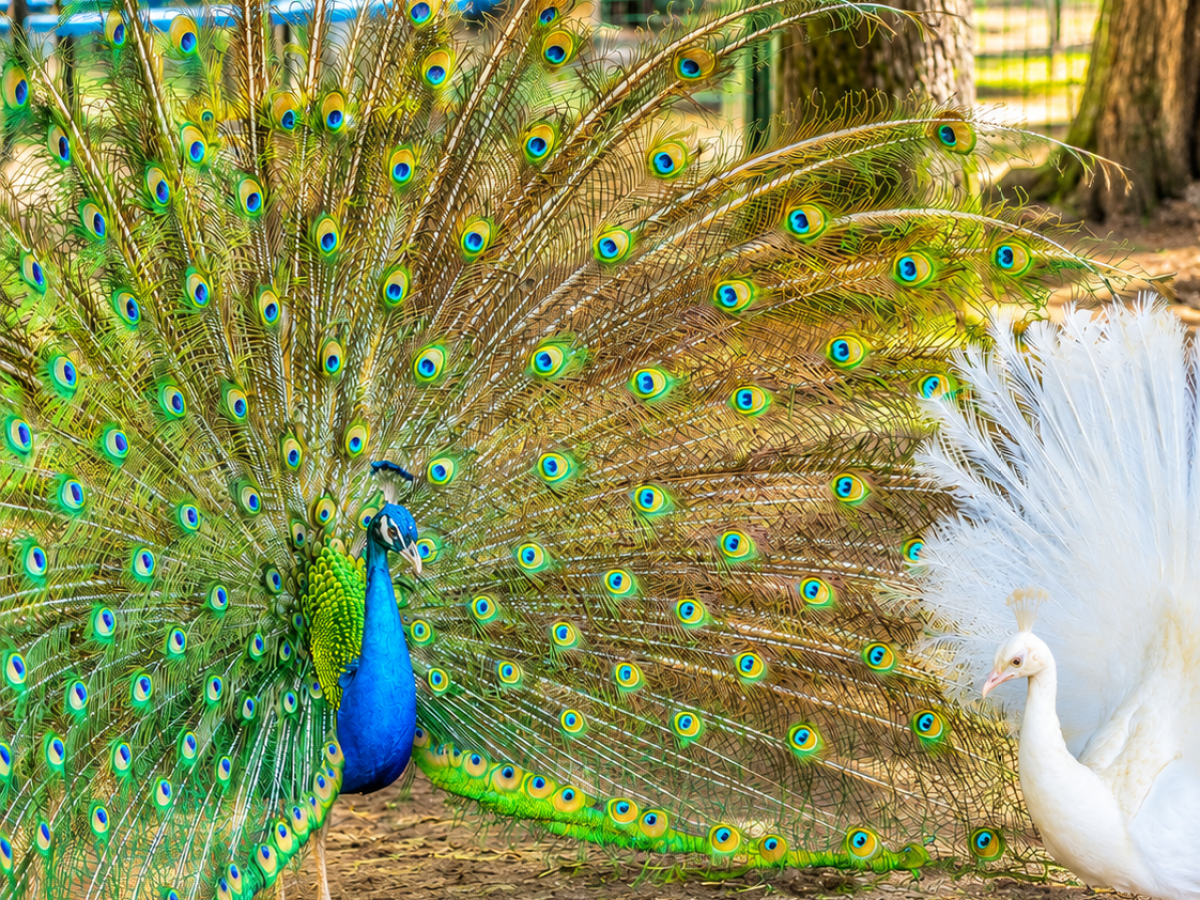 Colorful peacock and white peacock in a wooded area with spread tail feathers.
