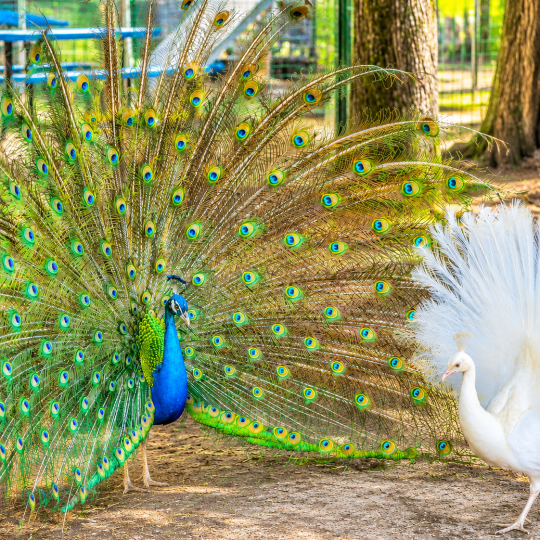 Colorful peacock and white peacock in a wooded area with spread tail feathers.