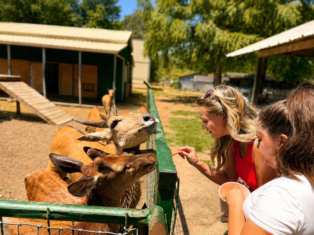 Two women feeding deer through a fence at a farm under sunny weather.
