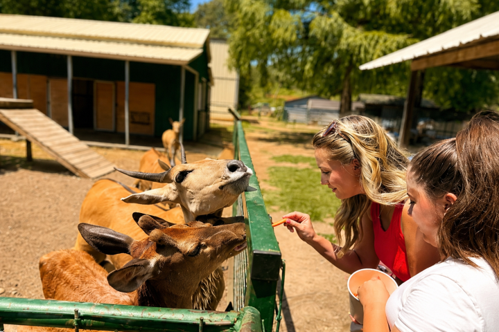 Two women feeding deer through a fence at a farm under sunny weather.