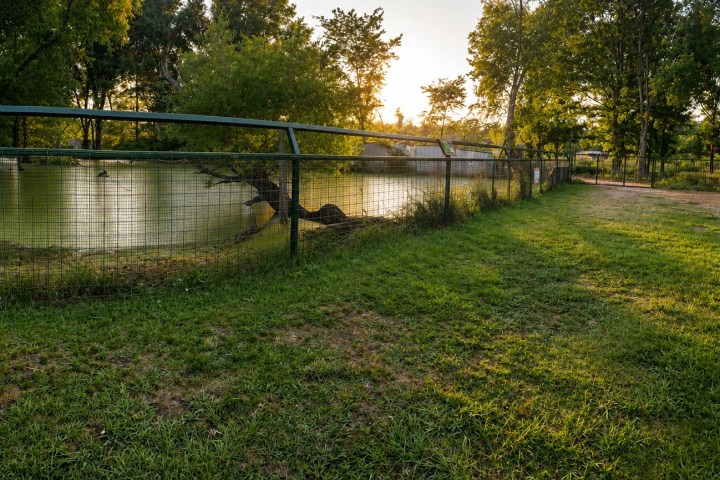 Fenced pond surrounded by trees and grass at sunset.