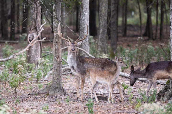 Several deer grazing in a forest with trees and sparse undergrowth.