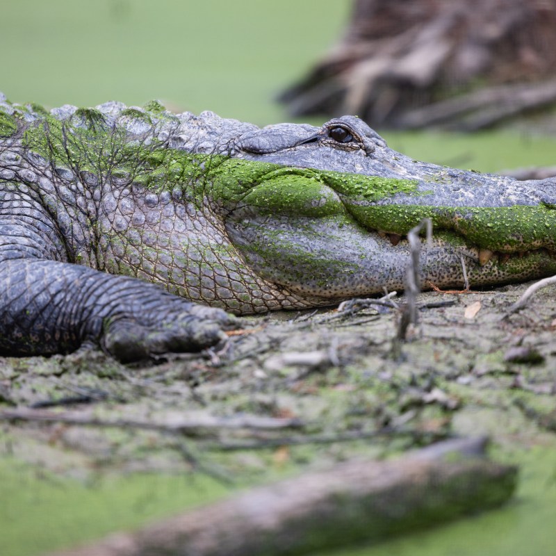 Alligator resting on muddy ground covered in green algae.