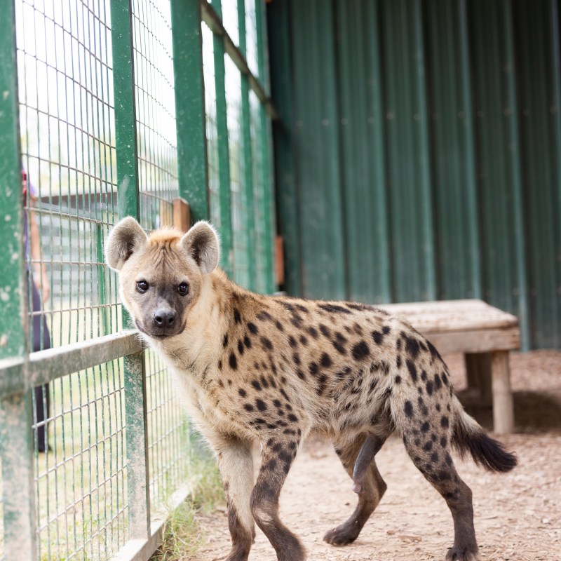Hyena standing in a fenced enclosure with a wooden platform.