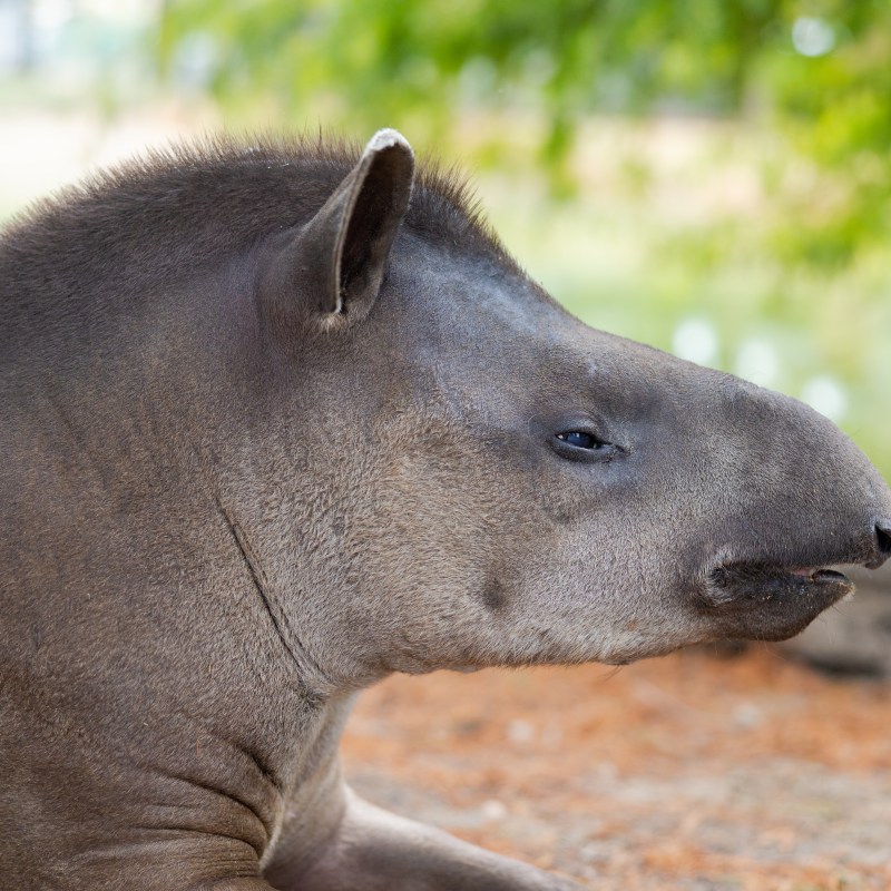 Side profile of a tapir lying down under a tree.