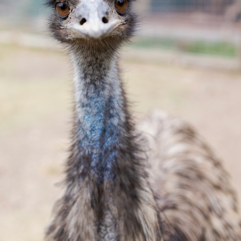 Close-up of an emu with a curious expression, standing outdoors.