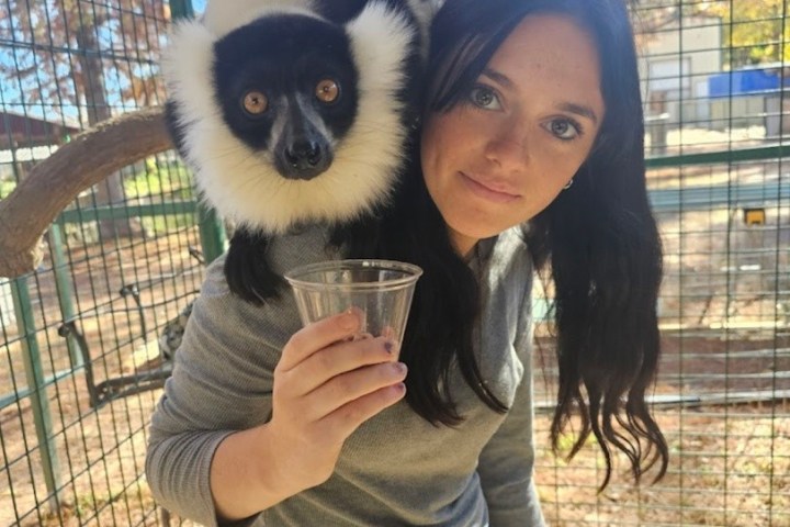 Woman holds cup with black-and-white ruffed lemur on shoulder in a cage environment.