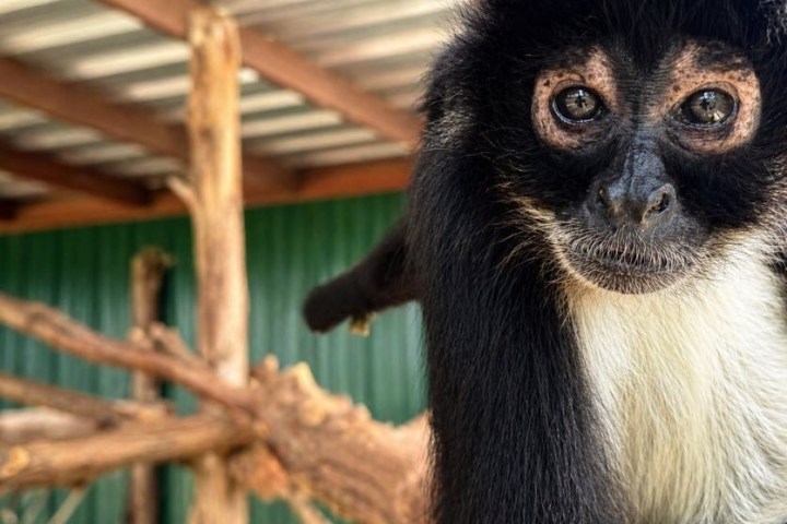 Close-up of a black and white monkey with wooden branches in the background.