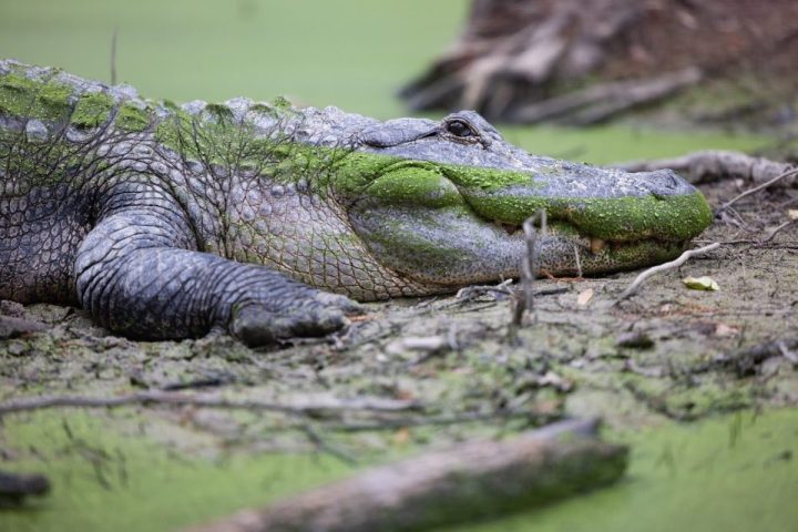 Alligator with green algae rests on muddy ground near water.