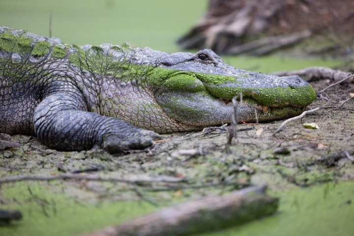 Alligator with green algae rests on muddy ground near water.