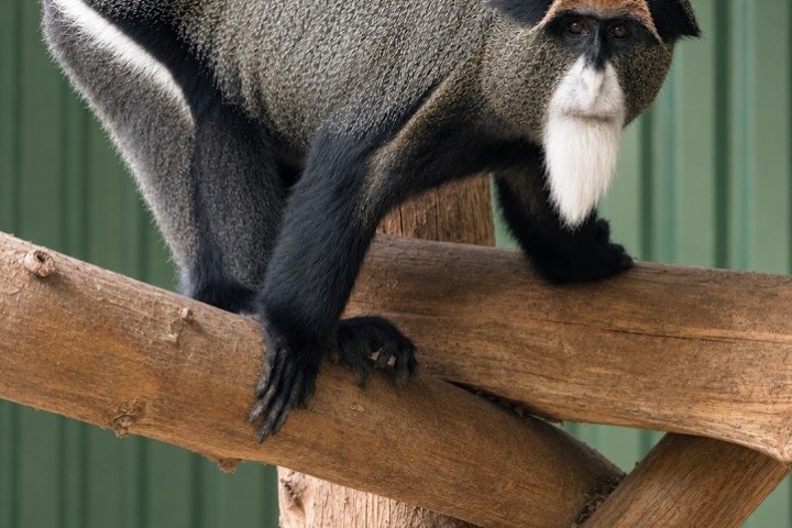 Monkey with distinctive gray and white fur on wooden structure.