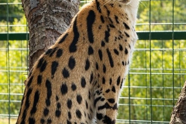 Spotted wild cat sitting near tree with fence in background.