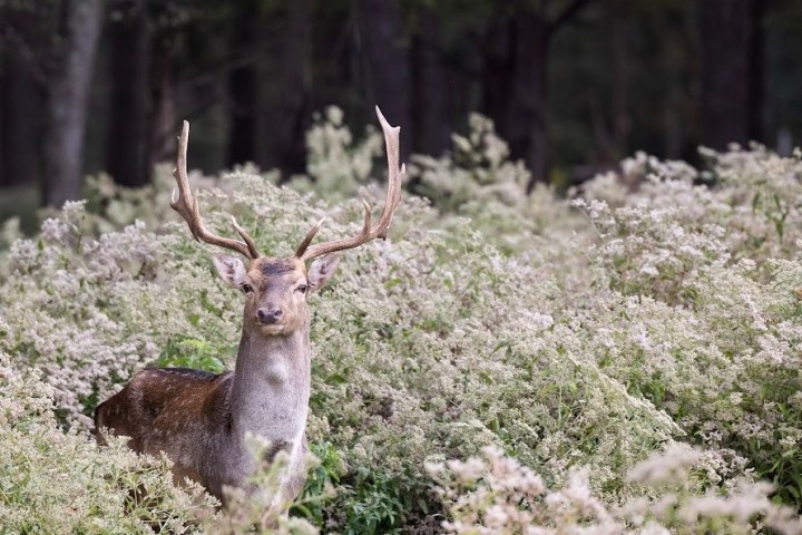 A deer with large antlers standing in dense foliage.