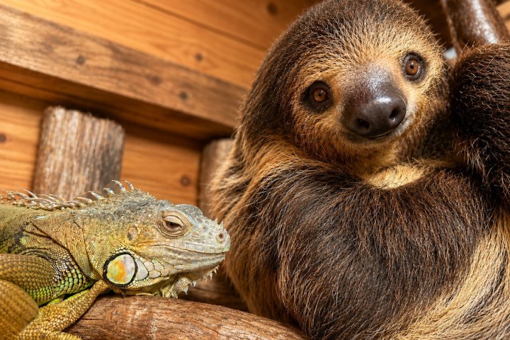 Sloth and iguana resting together on wooden branches.