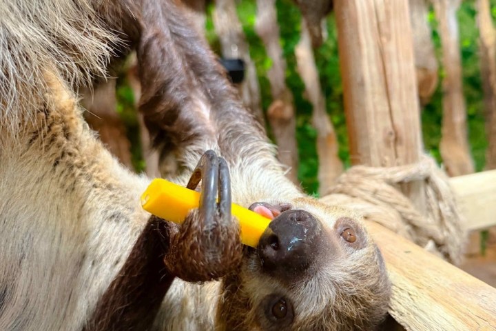 Sloth holding a yellow object while hanging upside down.