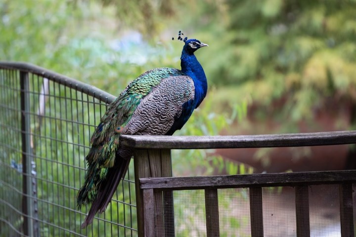 Peacock perched on wooden fence with blurred greenery background.