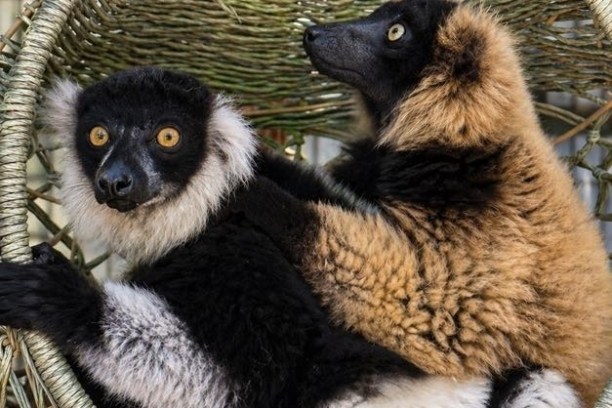 Two lemurs sitting together in a woven hanging basket.
